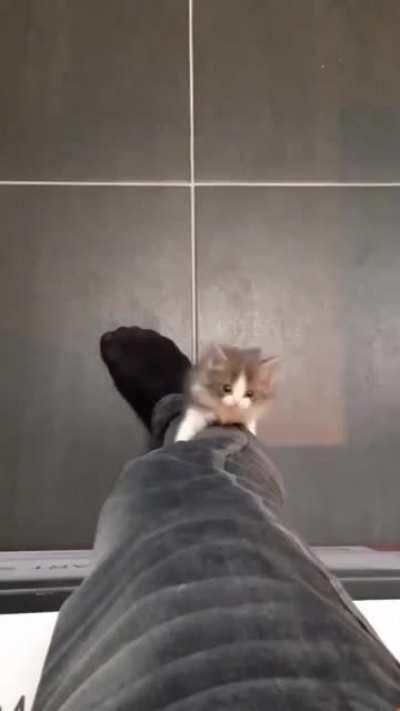 He's making a point to climb all this way!