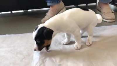 This puppy swallowed a...weird thing