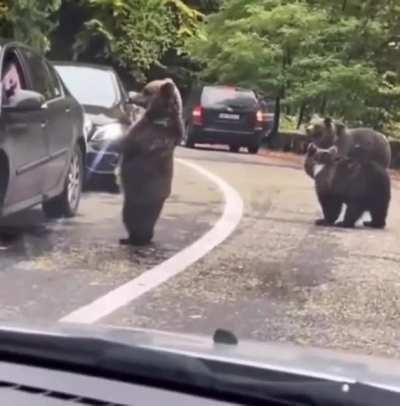 Dude high fives a wild bear