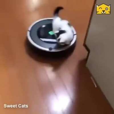 Roomba ride for the kitten