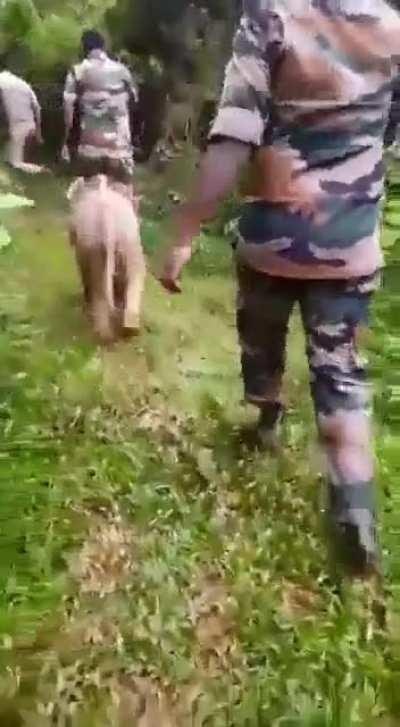 Baby elephant that had gotten lost is led back to its family here by Forest Personnels in India, Tamil Nadu