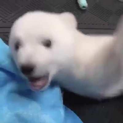 Rescued polar bear cub.