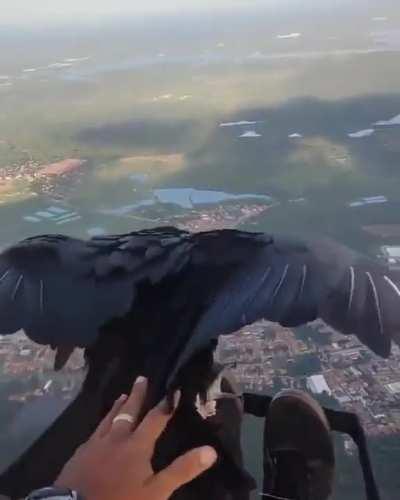 A Paraglider and Black Vulture chilling.