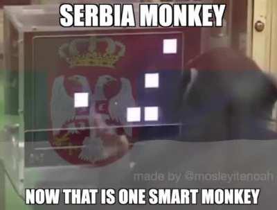 bosnia monkey is kinda dumb ngl