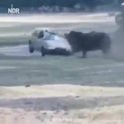 HMFT after I piss off a 🦏