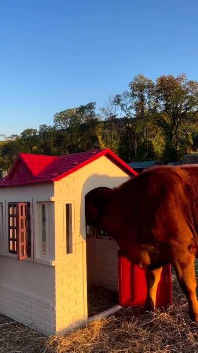 Who wants to play in the house?