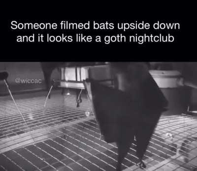 Someone filmed bats upside down and it looks like a goth nightclub