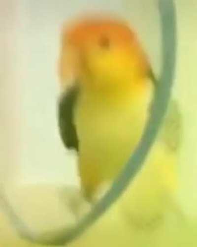 Birb Partying (Slight Flash Warning)