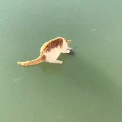 Why can't I catch this fish