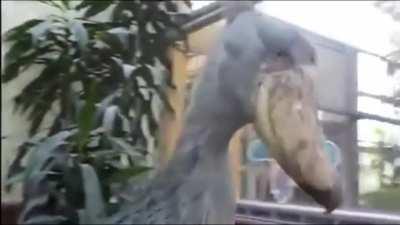 Ever wondered how Shoebills sound like? Apparently it's Vietnam PTSD and school shootings combined.