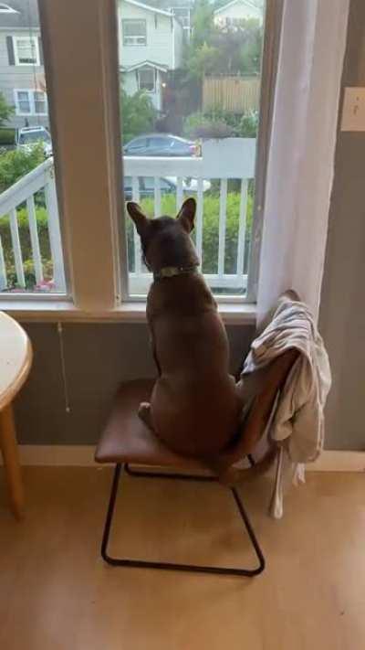 Waiting so patiently for dad to come home, that tail is a dead giveaway