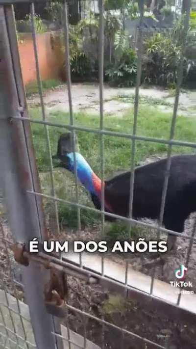 A ave mais perigosa do mundo