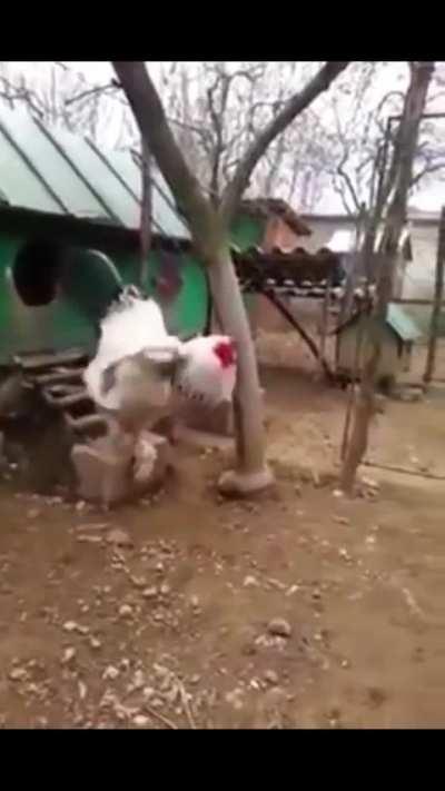 I think these are the chickens the striders were afraid of