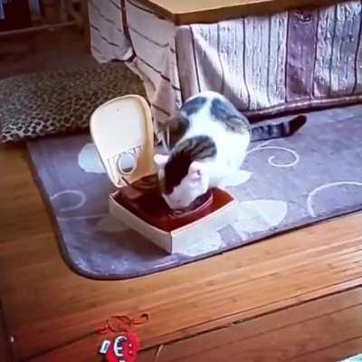Automatic food dispenser vs Cat