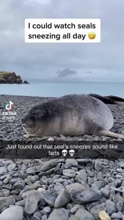 Seal Sneezes🦭