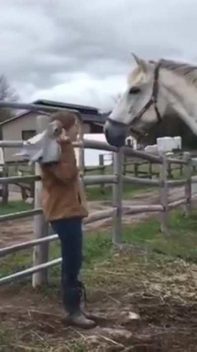 The horse looks ashamed