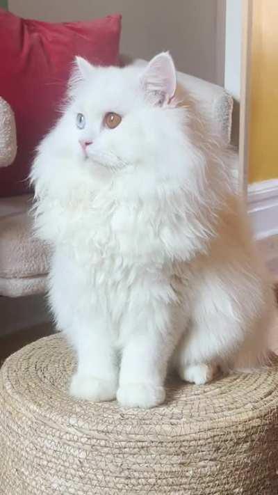 Gus my little rescue lion in his winter coat