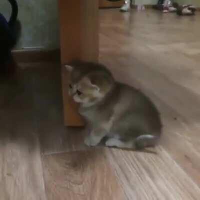 Timid kitten