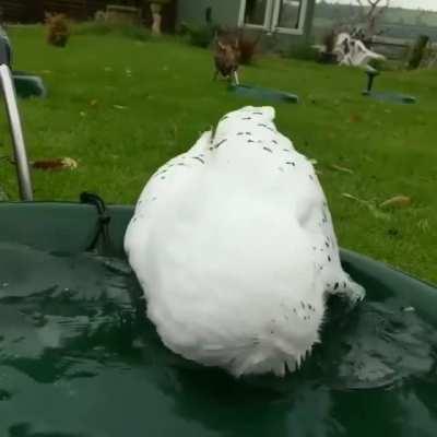 Snowy Owl Bath