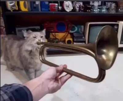 Musical kitty 🐾