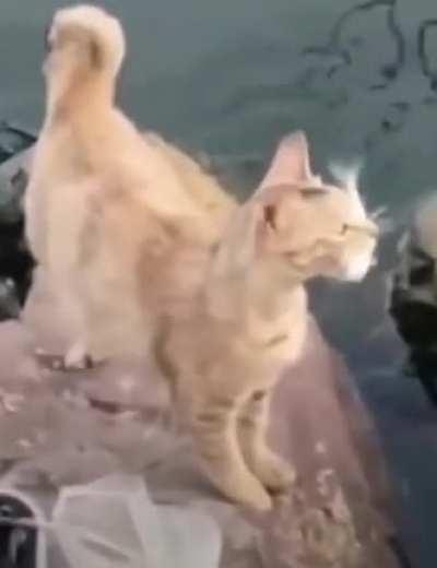 M-m-ma-k-k-ke it-t-t sto-o-o-op!