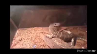 Rats don't deserve this