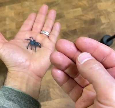 Lil' blue bro doing gymnastics