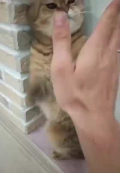 Ниндзя-кот(звуч)