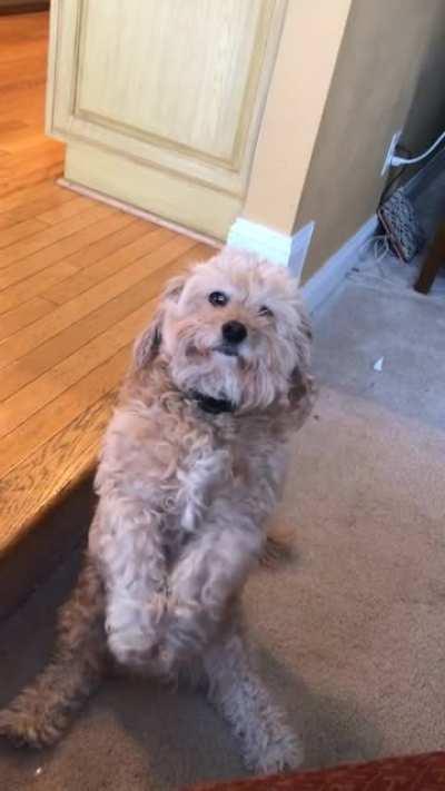 This is his little party trick. Always followed by pets afterwards.