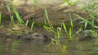 Despite being voracious carnivores, crocodilians are surprisingly caring and nurturing parents. Mothers will fiercely guard their offspring against predators for over a year till they're large enough to fend from themselves.