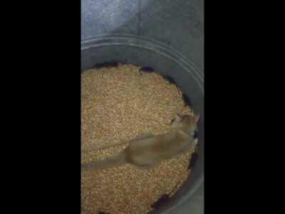 经典回顾:下水道老鼠的末日