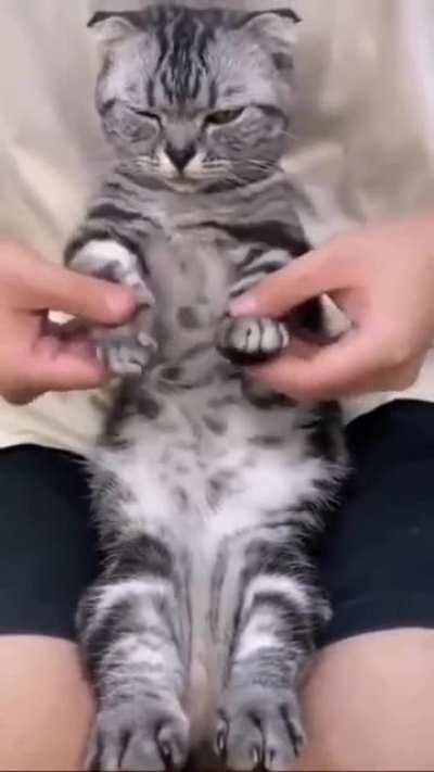 Breakdance cat is breakdancing