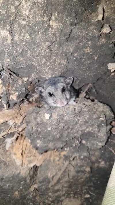 Ukrainian border guards share some food and their trench with a wild field hamster - Vuhledar