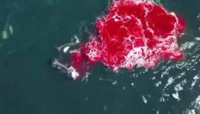 Orca pod catch huge elephant seal and leaves the ocean red