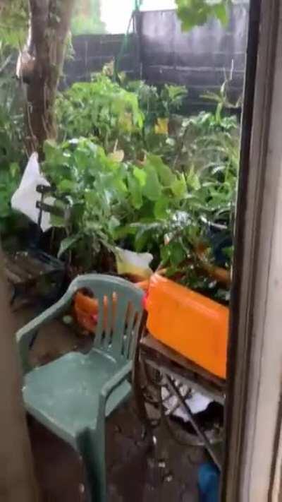 Afternoon rain and dog.