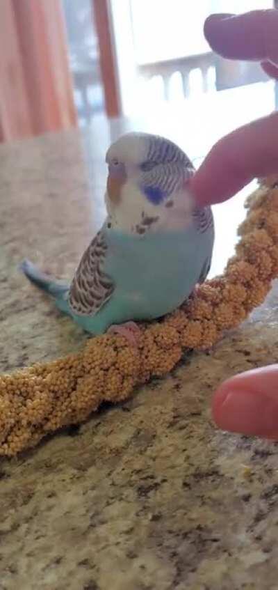 The absolute sweetest little hen, Larimar. 🤗🐦