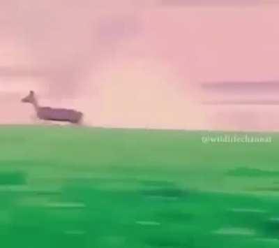 Human using killer eagles to hunt massive prey