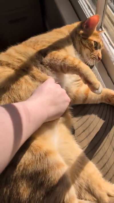 Sunny belly time!! 🧡