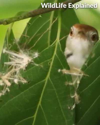 Tailor Bird Building Nest