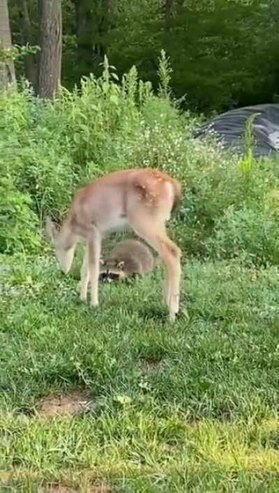 Raccoon and deer buddies