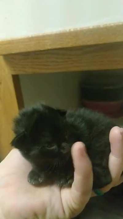 Hardened criminal with no patience for kisses.