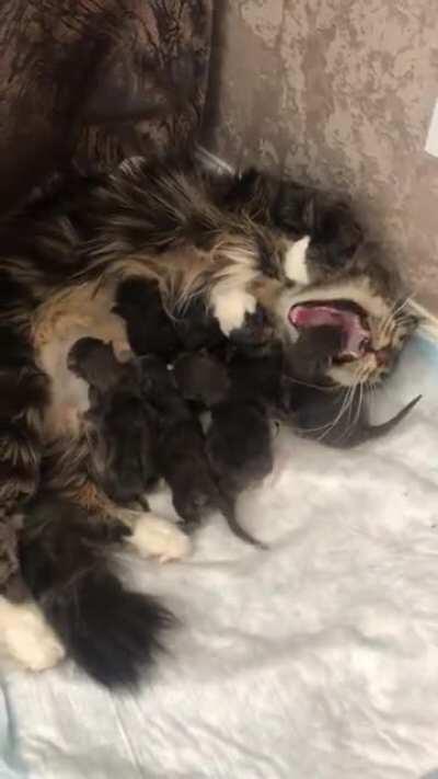 The Forbiddenest Little Snack