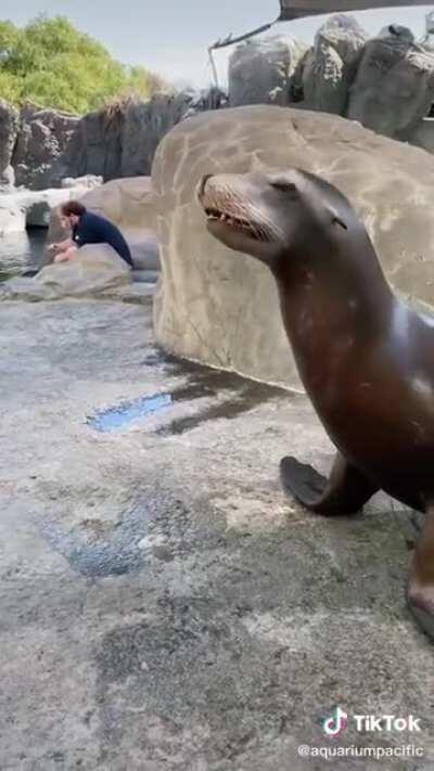 Sea Lion go AAAAAAAAAAAAAAAAA