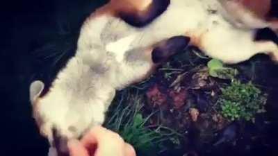 The cutest boy in existence