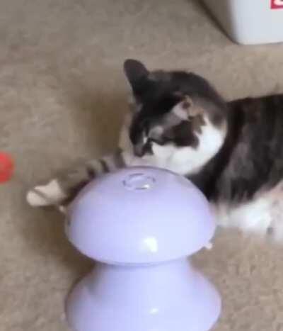 Cat Toy
