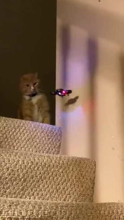 Cat vs Drone