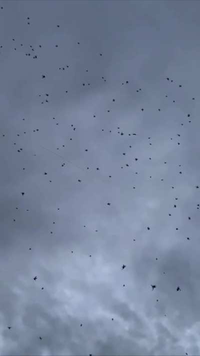 Spiders have invaded the sky in Brazil