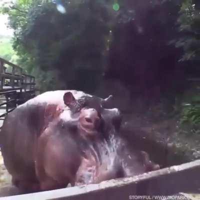 🔥 This Hippo demolishing a Watermelon