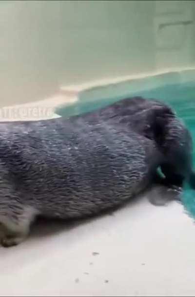 Otter trusts utterly.