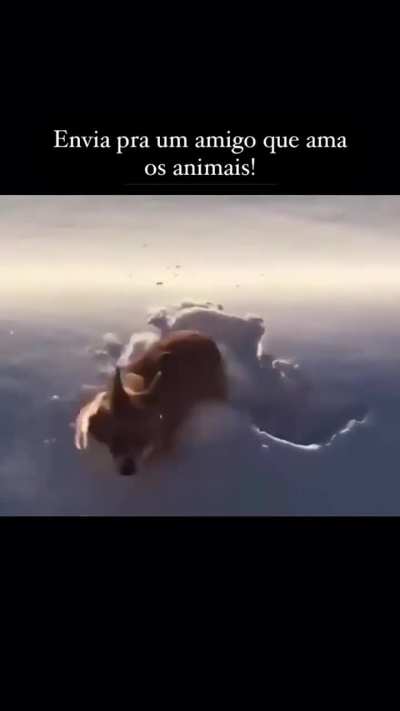 Como que tem coragem de fazer isso com o pobre do animal, gente sem coração 🥺🥺🥺